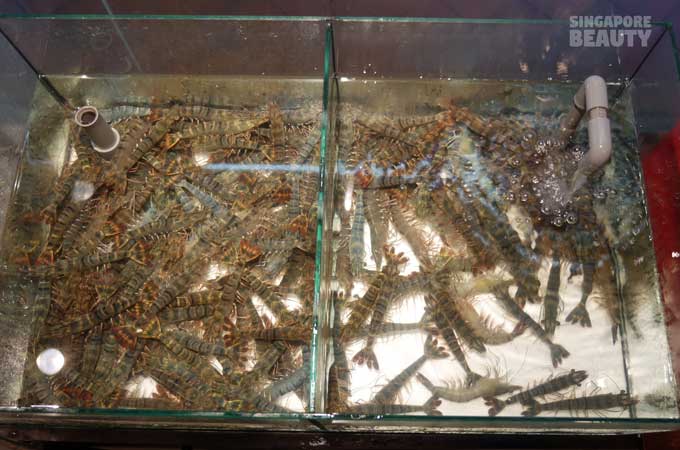 prawn-tanks