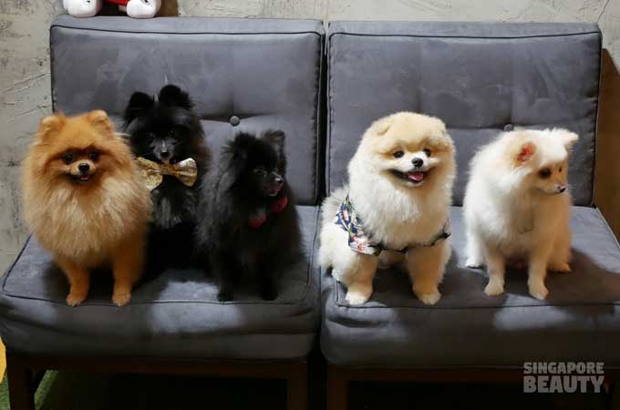 ofur-dog-cafe-dog-group-photo