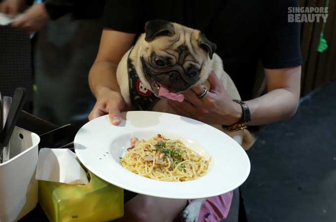 ofur-dog-cafe-pug-with-spaggeti