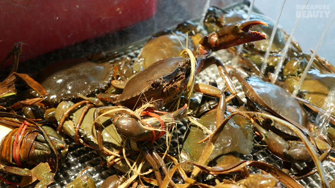 new-thai-tanic-live-battle-crabs