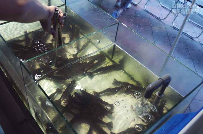 new-thai-tanic-live-prawn
