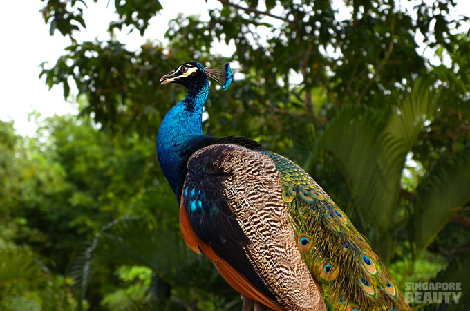 the-three-peacocks-at-labrador-park-.