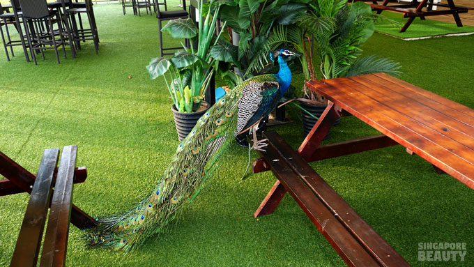 the-three-peacocks-at-labrador-park-2