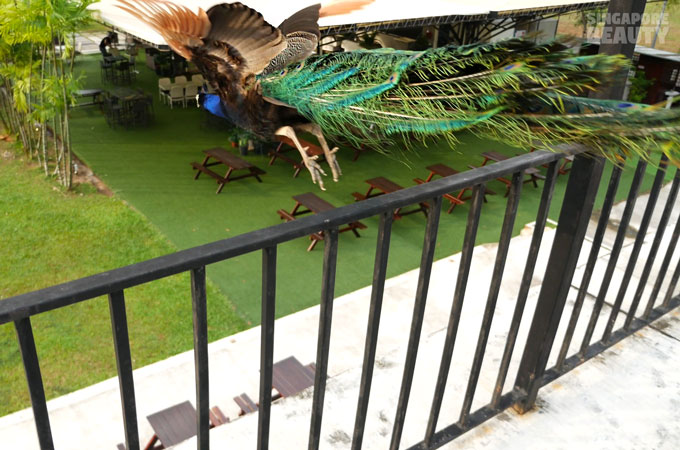 the-three-peacocks-at-labrador-park-fly