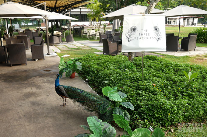 the-three-peacocks-at-labrador-park-peaocock-at-sign