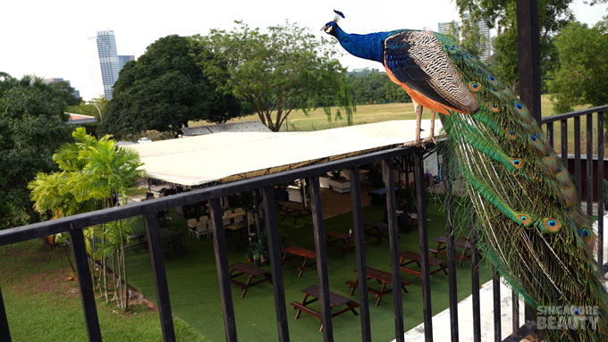 the-three-peacocks-at-labrador-park-roof