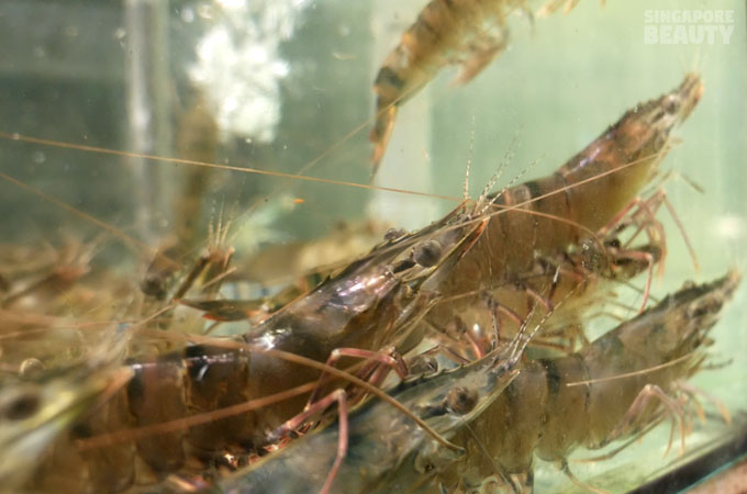 Live Tiger Prawn