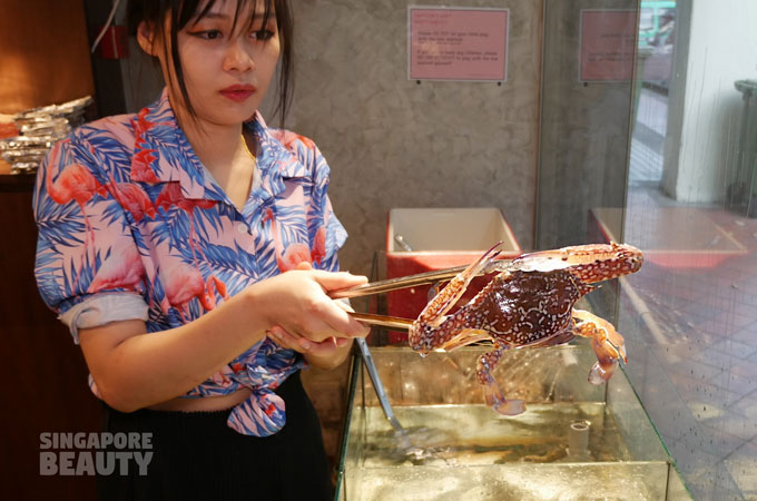 Live Flower Crab