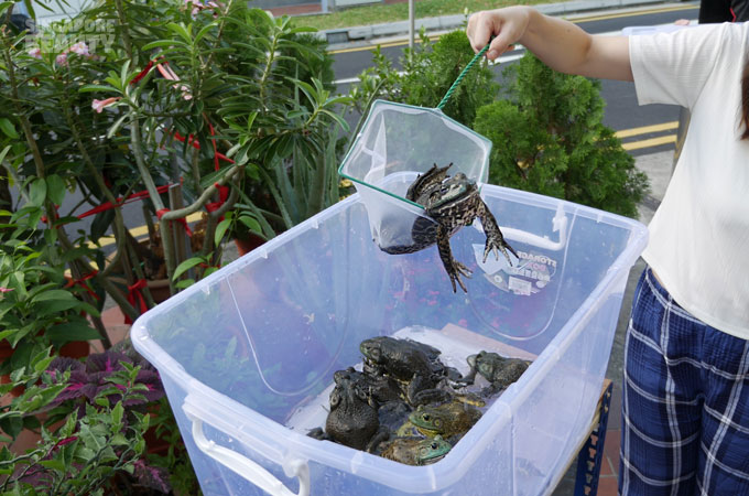 catch-your-own-live-frog-buffet