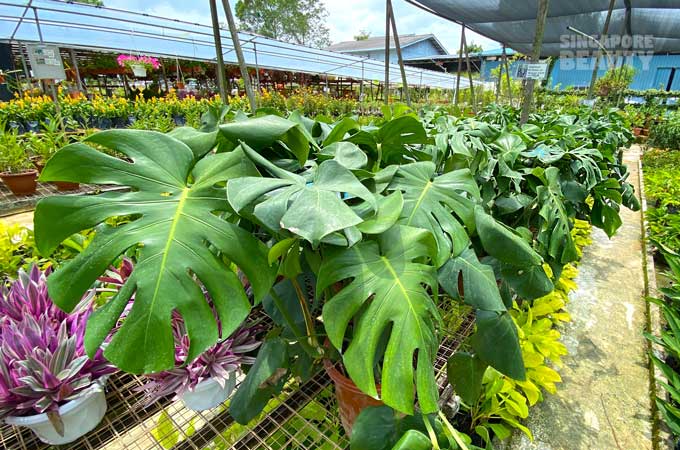 Monstera deliciosa