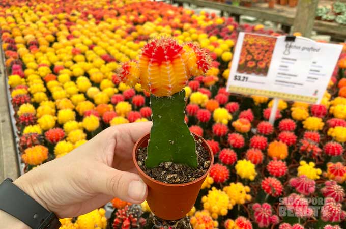 Grafted Cactus: Ruby Ball Cactus