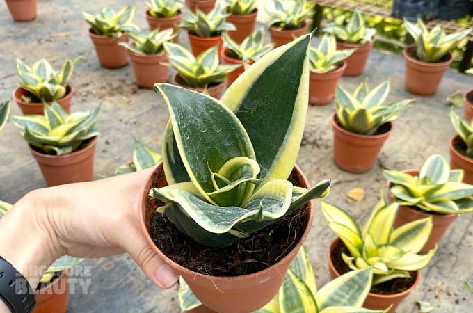 Sansevieria