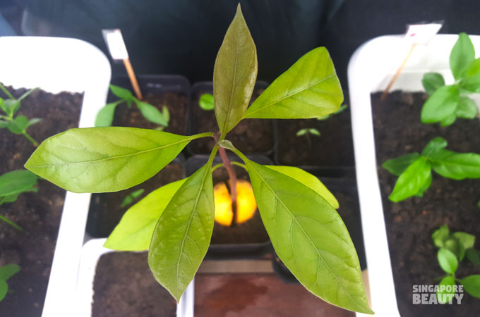 grow avocado