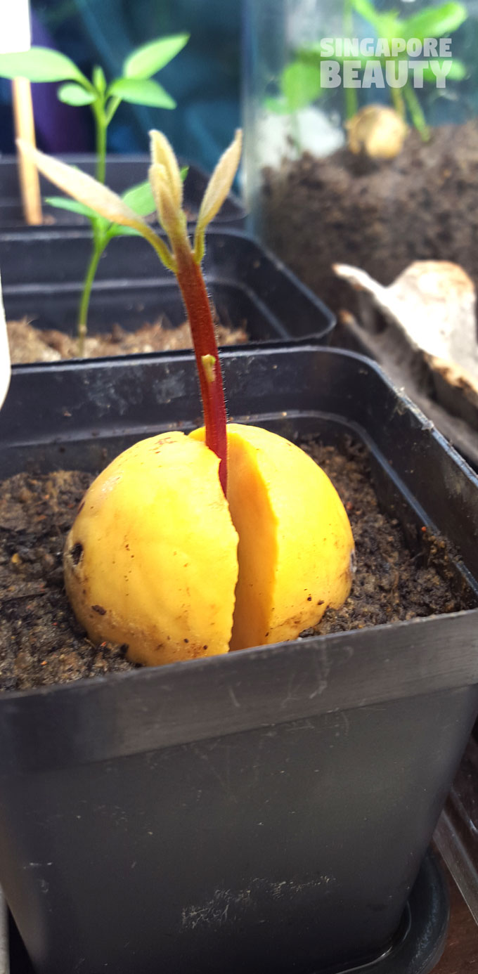 avocado propagation