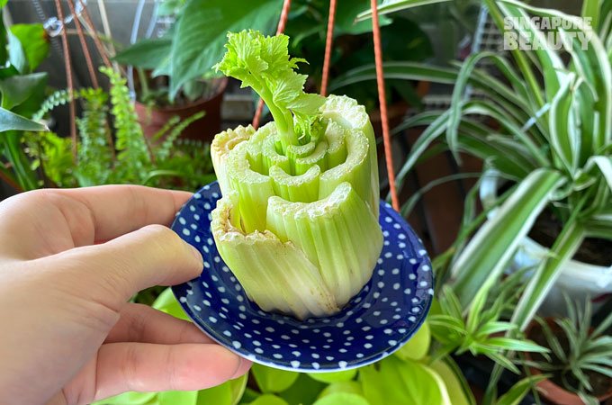 celery regrown