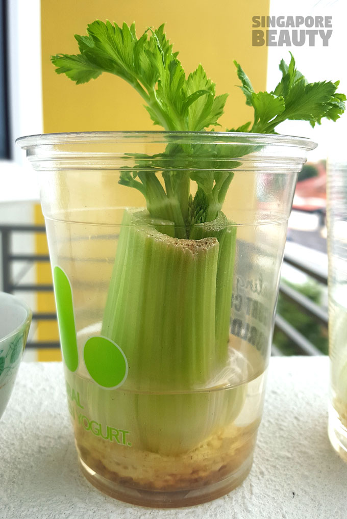 regrown kitchen scraps