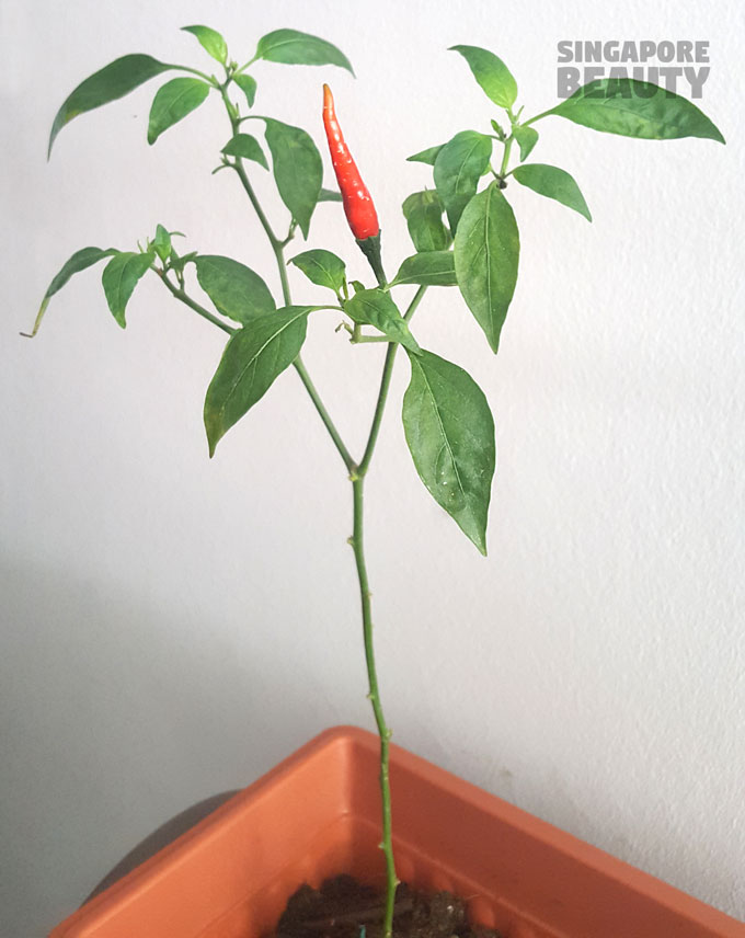 chilli plant with chilli