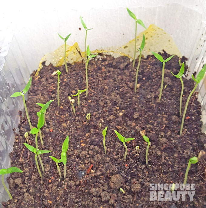 chilli seedlings