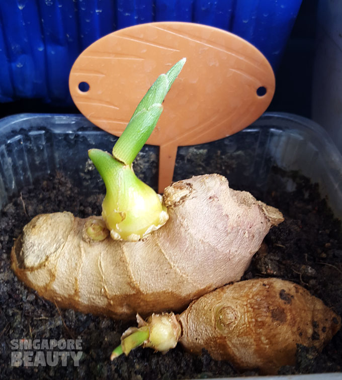 ginger-root