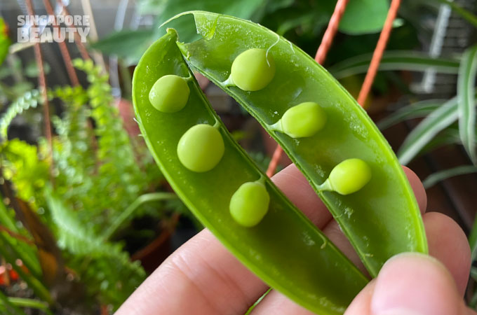 green-pea-pods