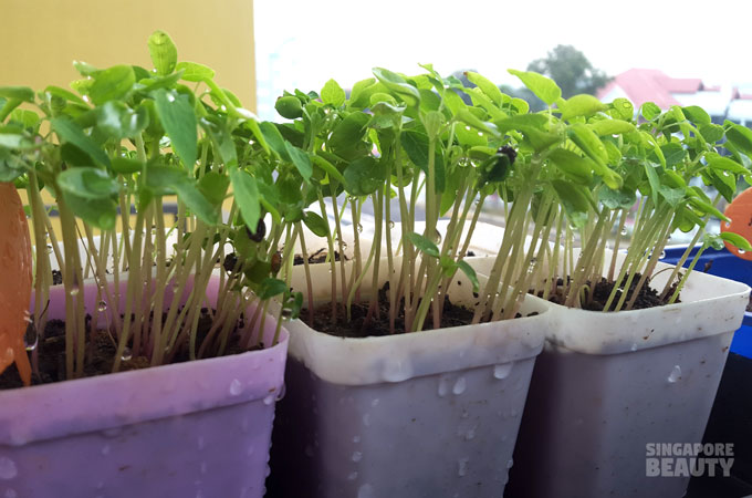 micro greens