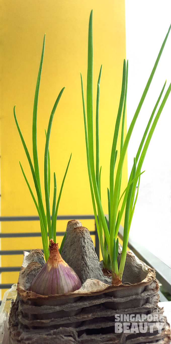 spring onions from kitchen scraps