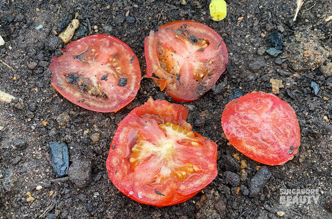 tomato-seeds