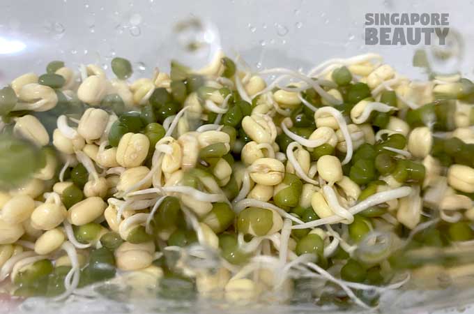 grow-mung-bean