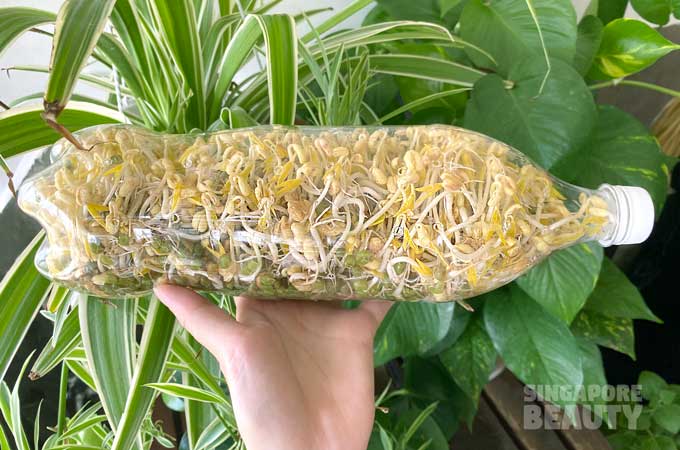 Growing Bean Sprouts At Home