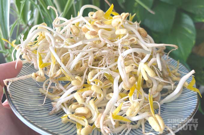harvest-bean-sprouts
