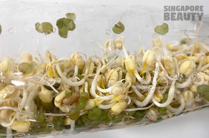 mung-bean-sprout