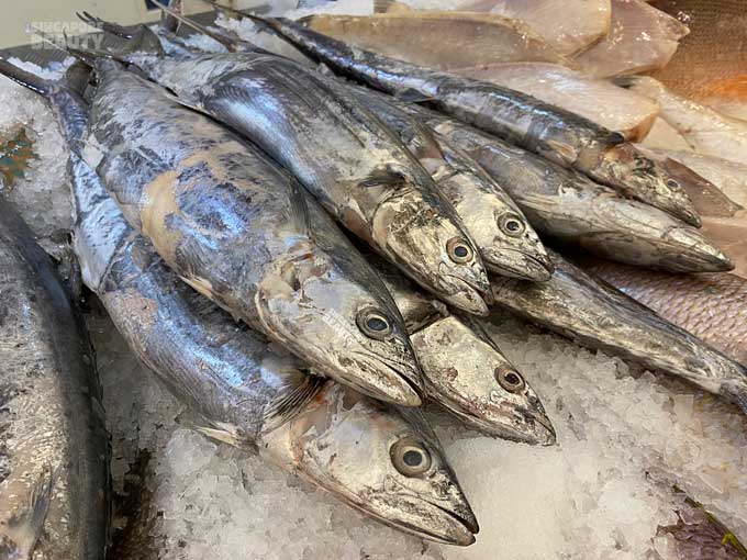spanish mackerel batang