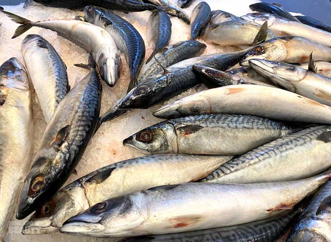 saba mackerel