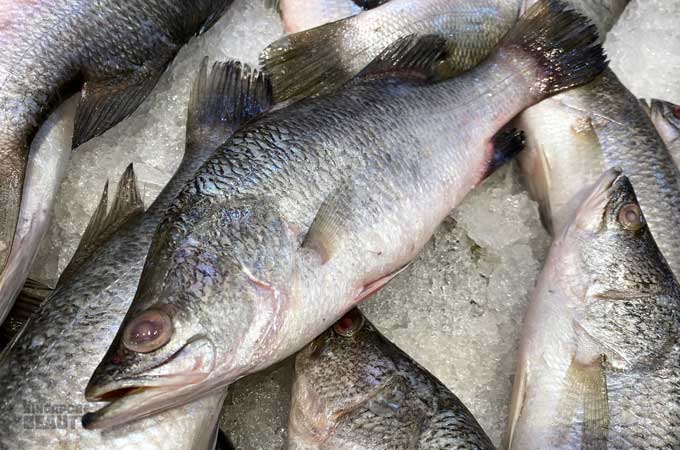 barramundi seabass