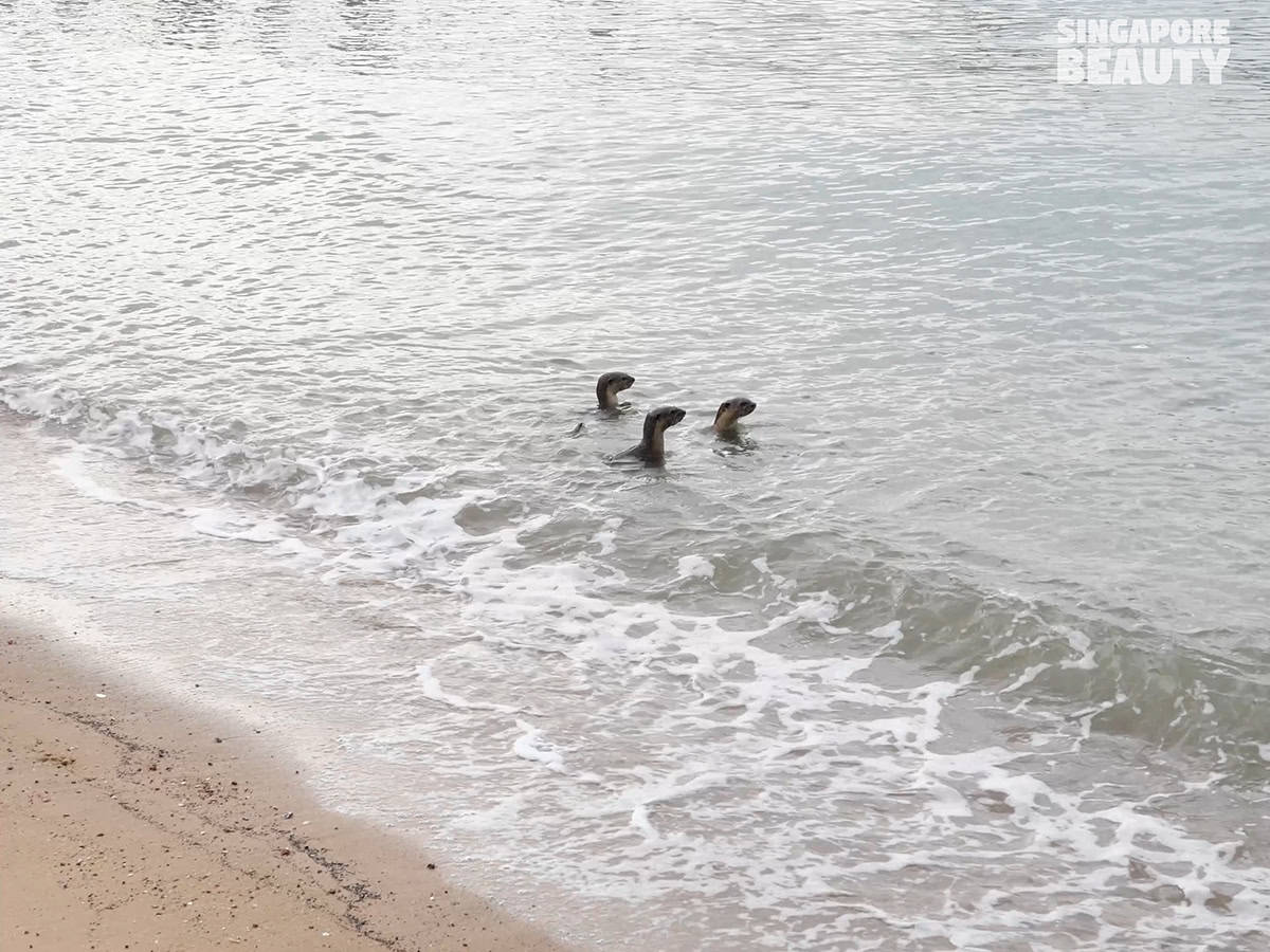 singapore-otters