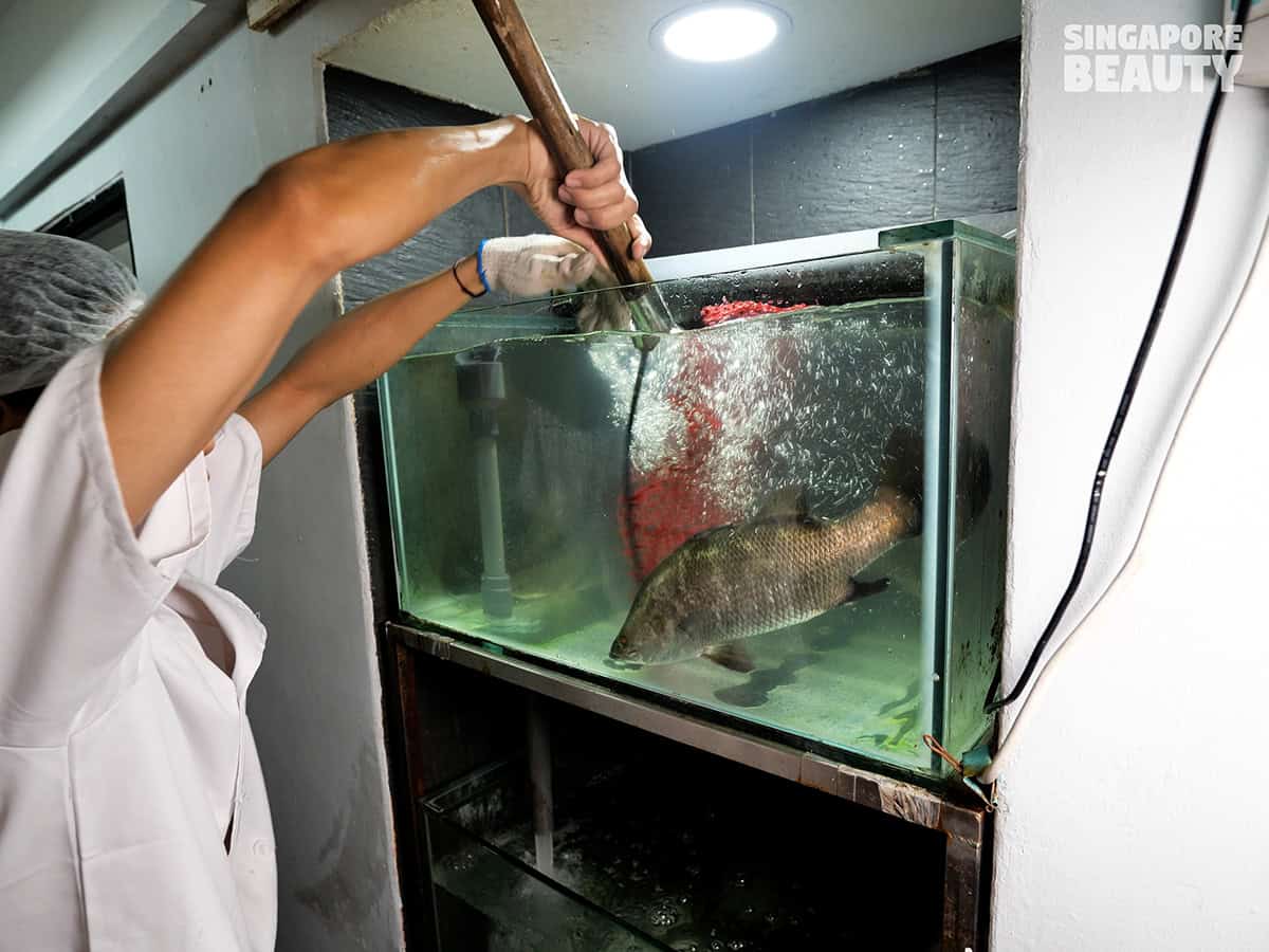 gong-jing-li-qiang-guo-yu-live-fish-hotpot1