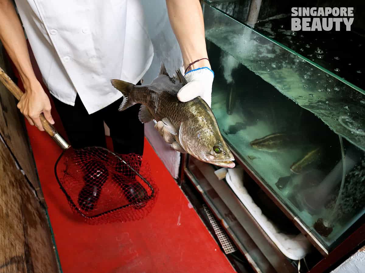 live fish hotpot seabass